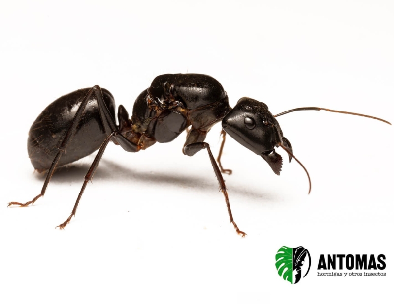 Camponotus sp titanicus 2