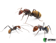 Camponotus vestitus