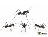 Gigantiops destructor - Hormiga ninja