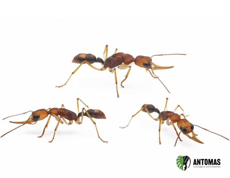 Harpegnathos honestoi - Hormiga dientes de sable moteada