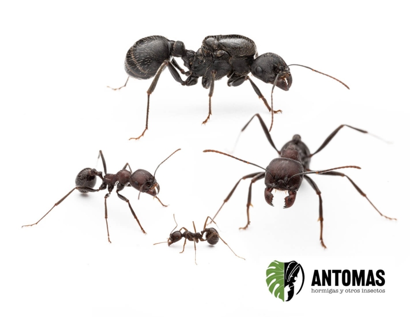 Messor arenarius