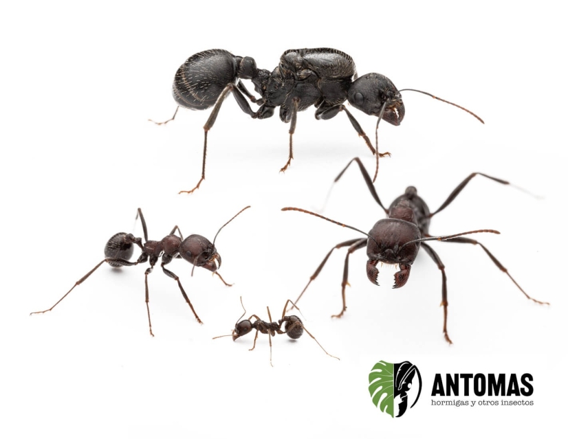 Messor arenarius