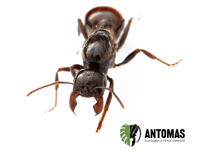 Messor dentatus - Hormiga Recolectora Dentada
