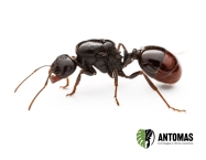 Messor dentatus - Hormiga Recolectora Dentada