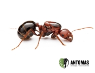 Messor hebreaeus