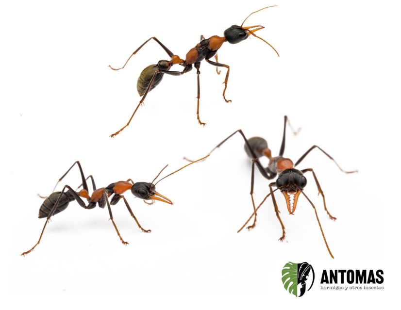 Myrmecia nigrocinta - Hormiga Bulldog de cintura negra