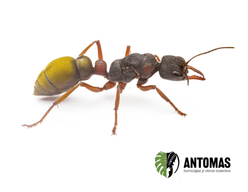 Myrmecia chrysogaster | Achat et élevage | Antomas
