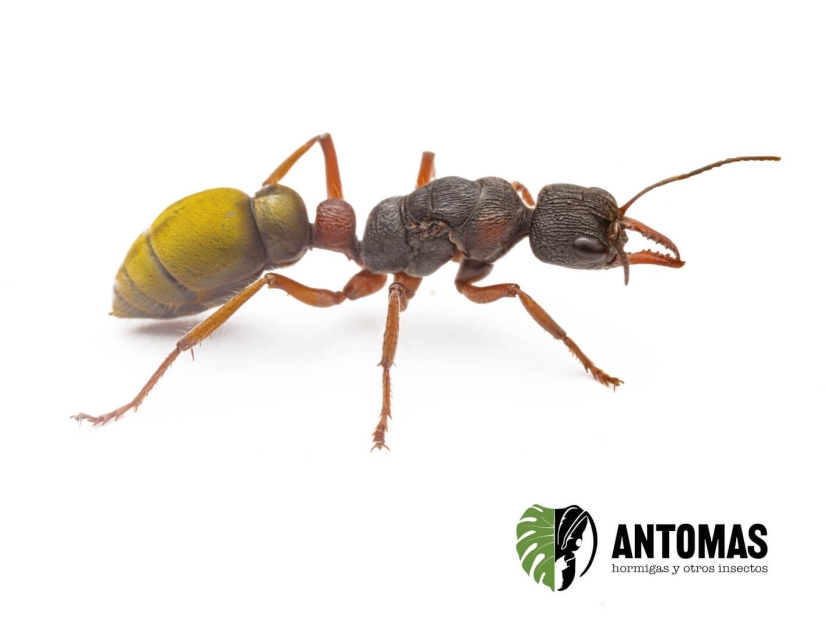 Myrmecia chrysogaster | Achat et élevage | Antomas