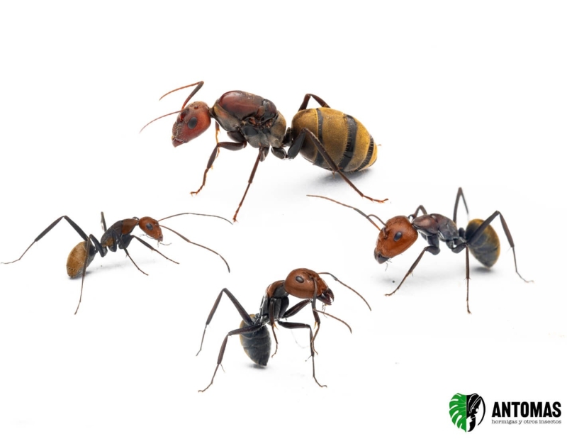Camponotus vestitus 2