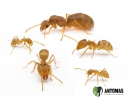 Pseudolasius sp