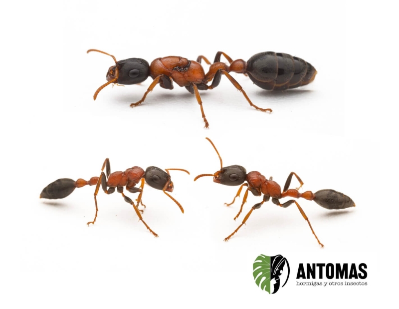 Buy Tetraponera rufonigra – Bi-coloured Arboreal Ant