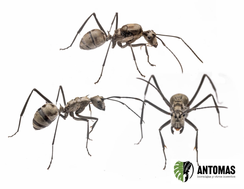 Polyrhachis sp - Hormiga Plateada