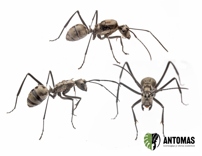 Polyrhachis sp - Hormiga Plateada