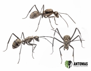 Polyrhachis sp - Hormiga Plateada