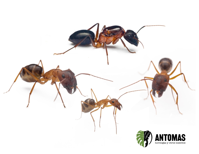 Camponotus sp devil candy
