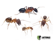 Camponotus sp devil candy