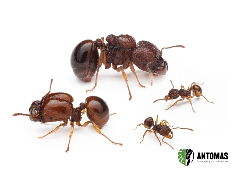 Acanthomyrmex sp - Hormiga Cabezona