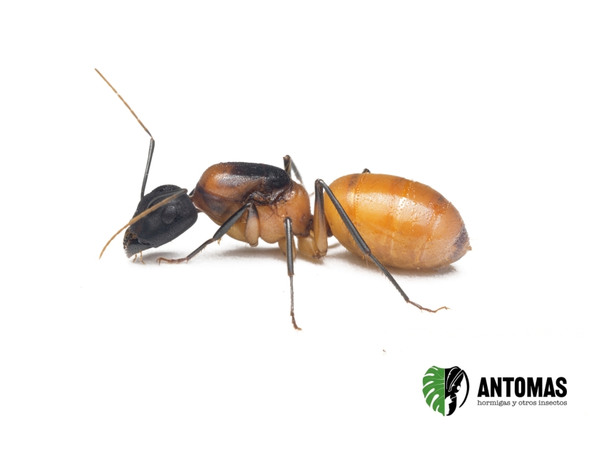 Camponotus ocreatus - Hormiga Ocre