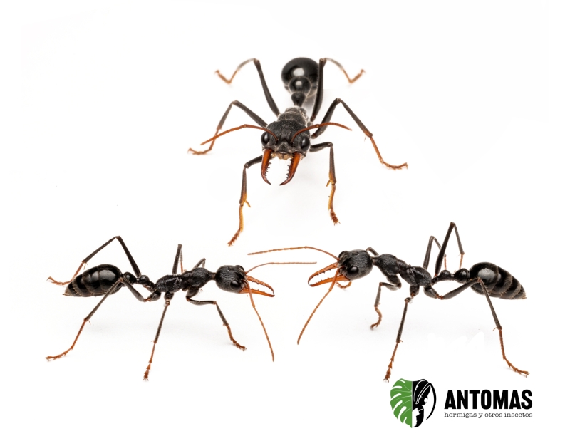 Myrmecia simillima – Hormiga bulldog saltadora
