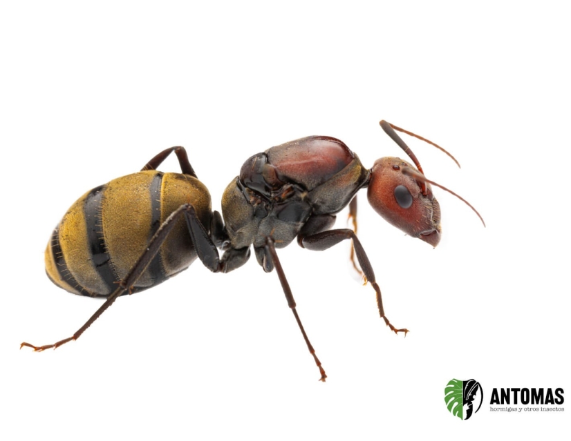 Camponotus vestitus