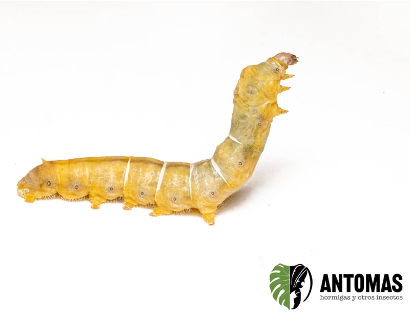 Gusano de Seda Amarillo - Bombyx Mori