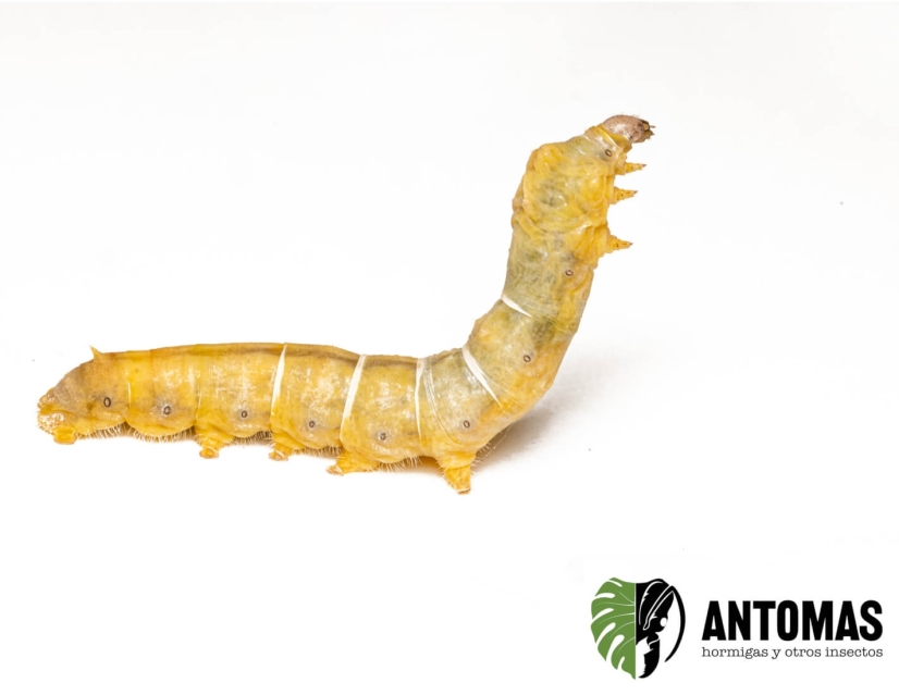 Gusano de Seda Amarillo - Bombyx Mori
