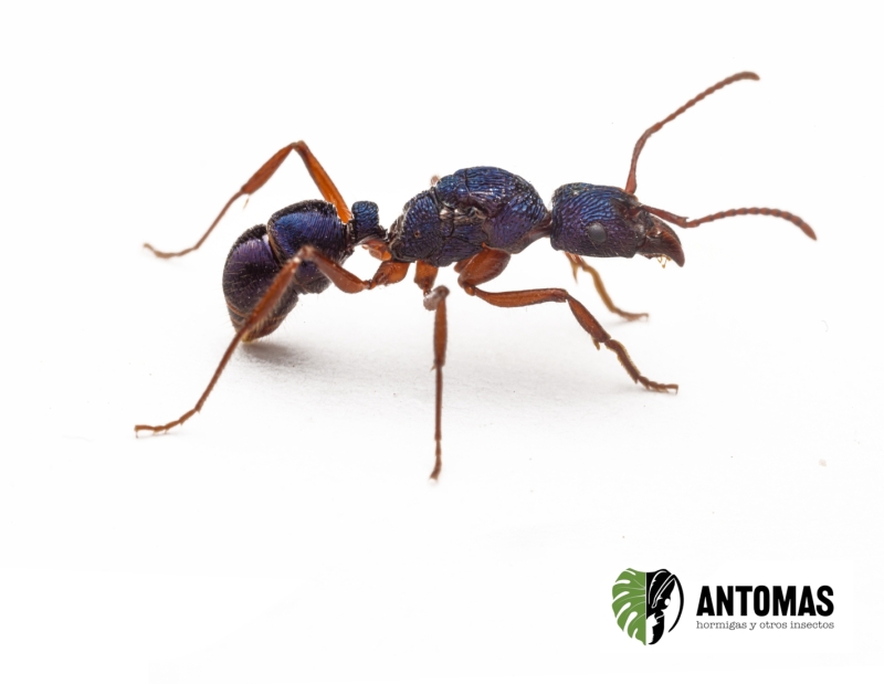 : Rhytidoponera aspersa: kaufen und Haltung | Antomas