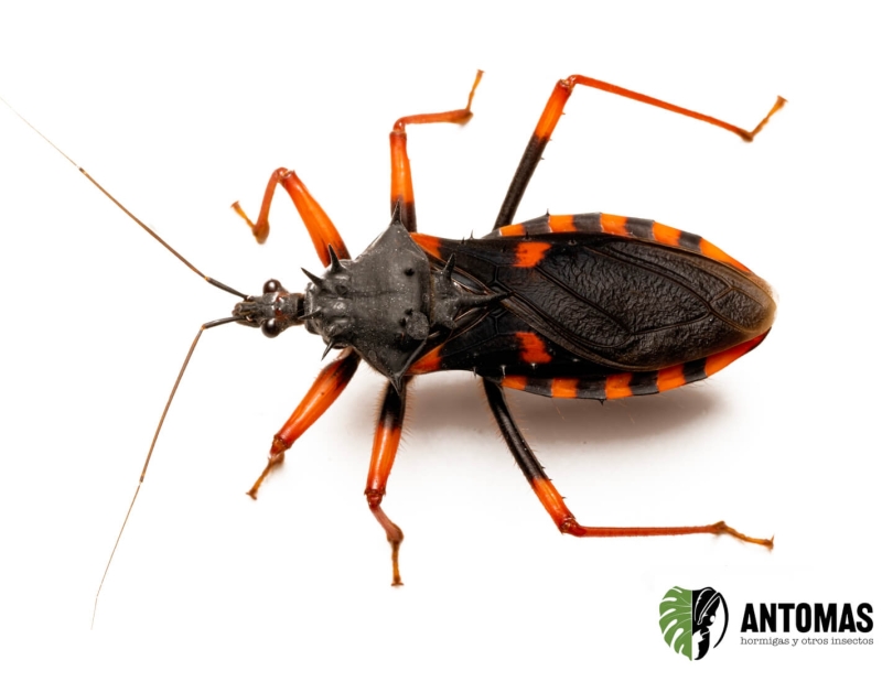 Pystalla horrida - Chinche Asesina Espinosa