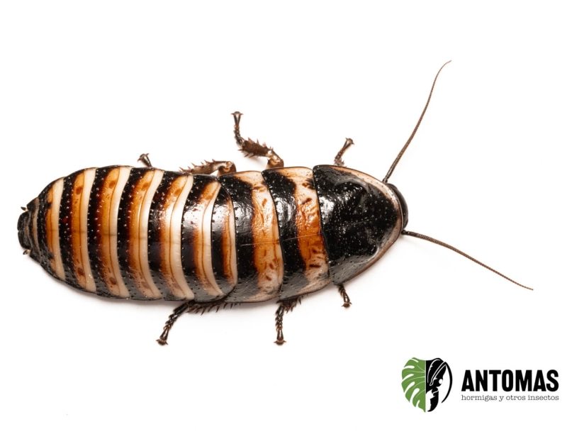 Elliptorhina javanica – Cucaracha Silbadora de Madagascar