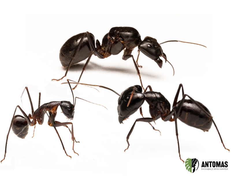 Camponotus sp titanicus
