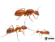 Camponotus castaneus | Achat, élevage et soins