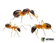 Camponotus consobrinus - Hormiga Bandeada Gigante