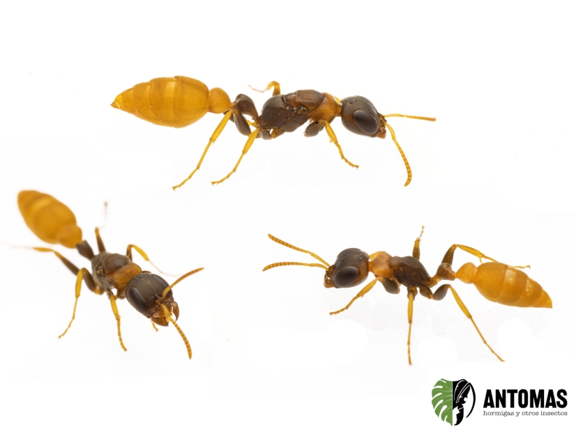 Pseudomyrmex boopis