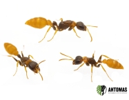 Pseudomyrmex boopis