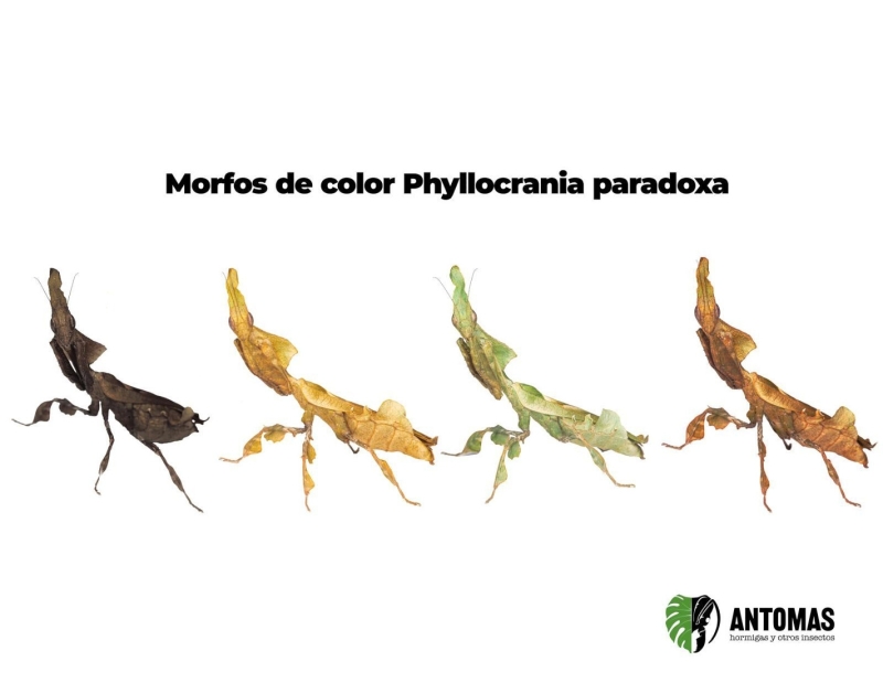 Camponotus consbrinus - Hormiga Bandeada Gigante 2