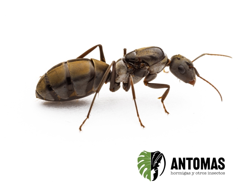 Camponotus flavomarginatus