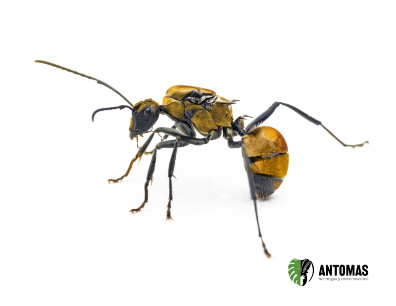 Polyrhachis ammon