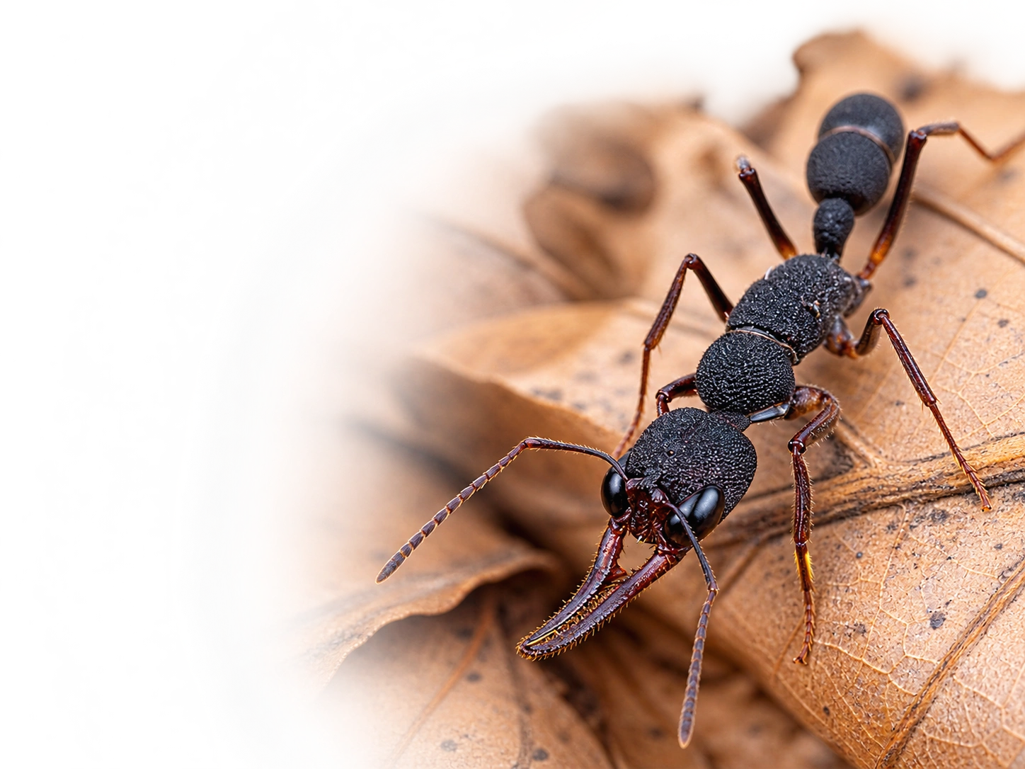 Jumping ant Harpegnathos venator, colonies for sale