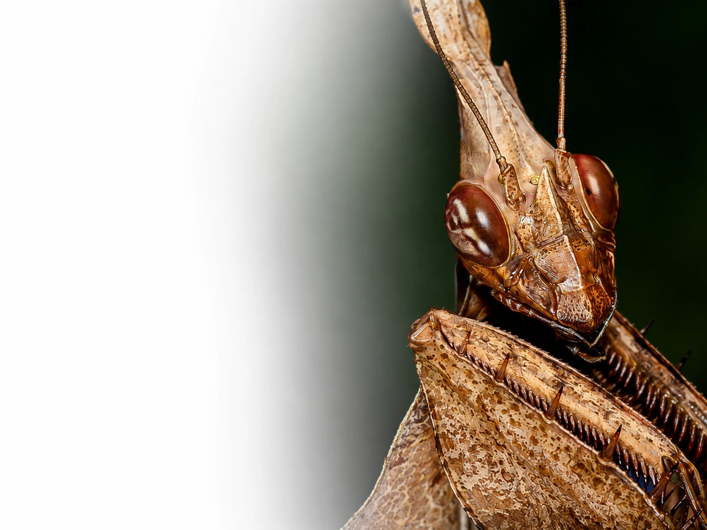Violin mantis Gongylus gongylodes, exotic mantises for sale